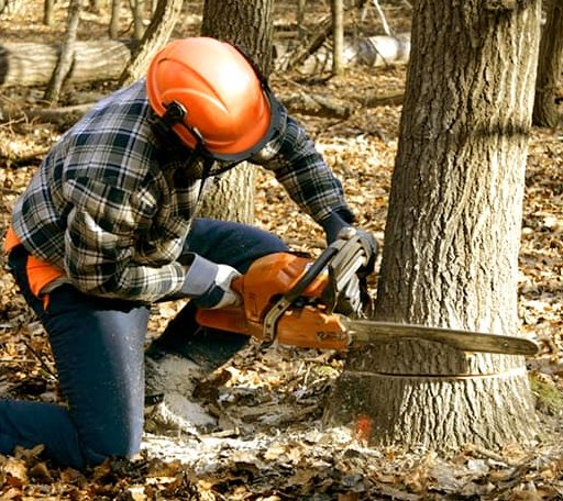 Tree Removal in Center Point, TX